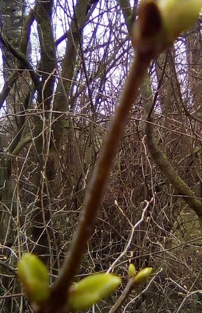 Kurmis